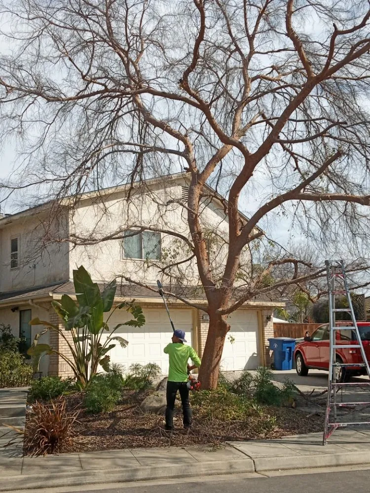 Trusted lawn mowing service experts serving Fresno, CA - Gardening Service Maintenance