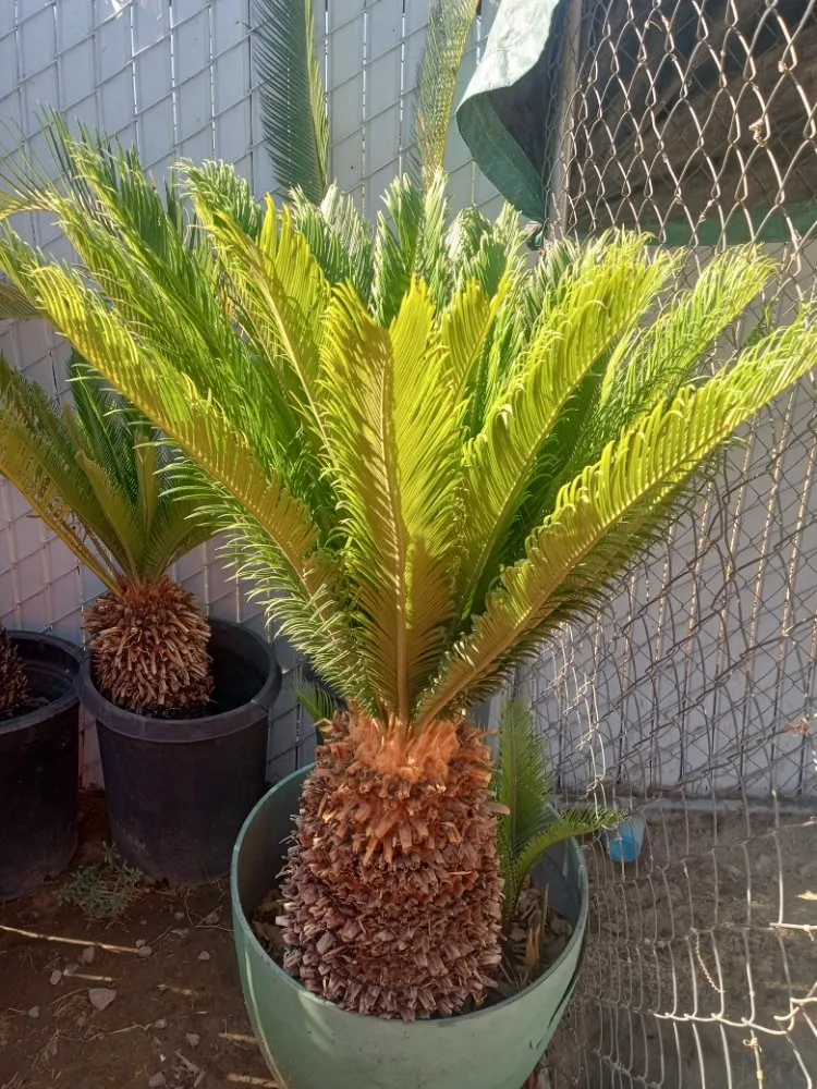 Trusted garden landscaping for beautiful yards across Fresno, CA - Gardening Service Maintenance