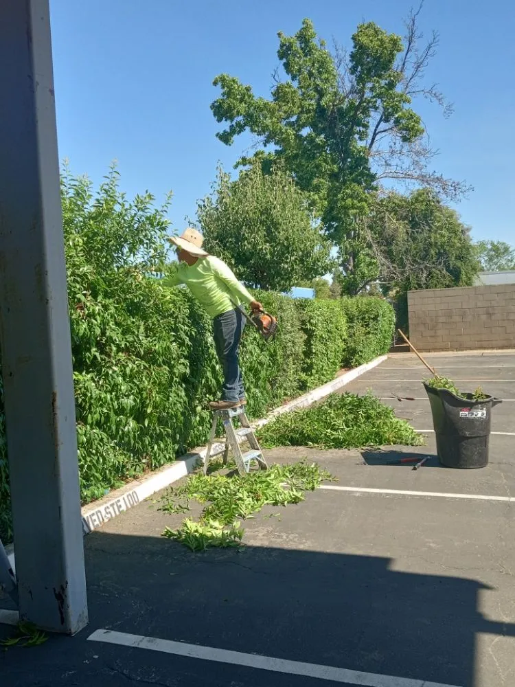 Trusted lawn care service in Fresno, CA - Gardening Service Maintenance