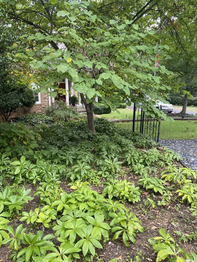 Affordable residential landscaping in Marietta, GA by Gardening Thyme