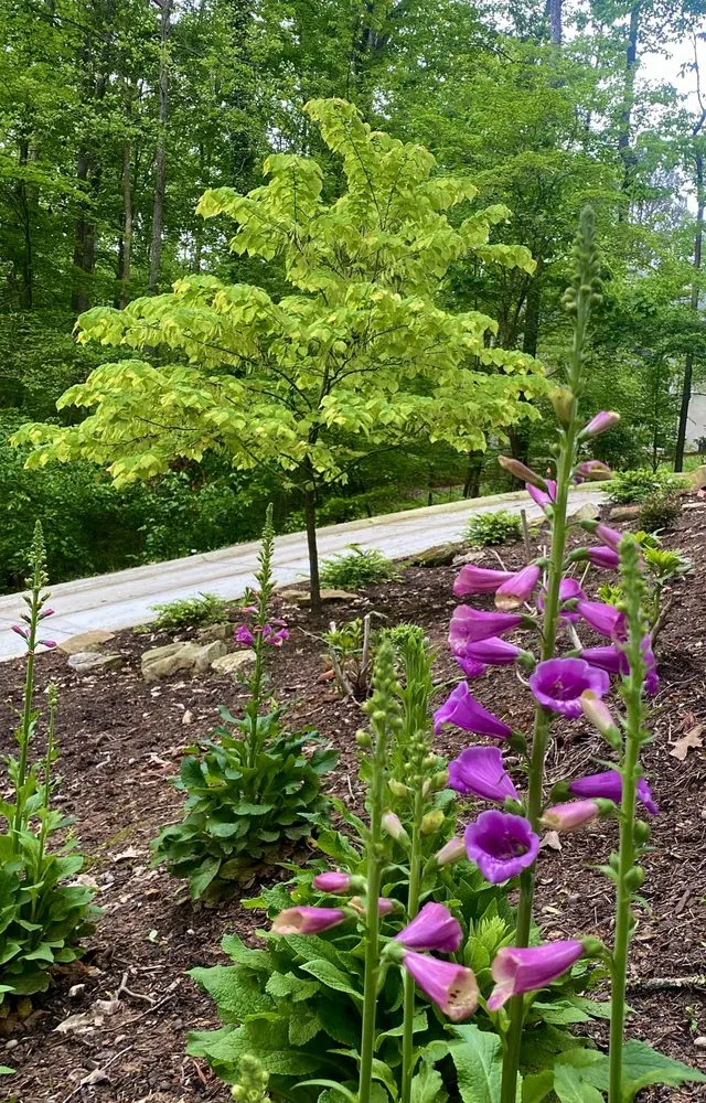 Local lawn care service in Marietta, GA - Gardening Thyme