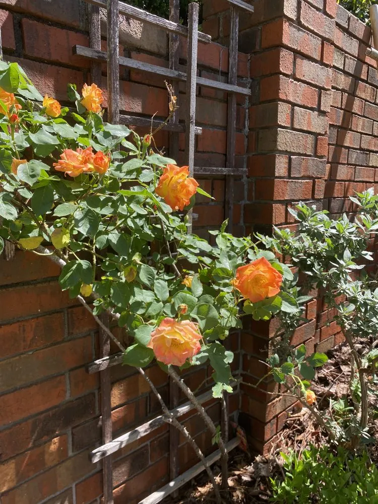 Professional garden landscaping in Marietta, GA by Gardening Thyme