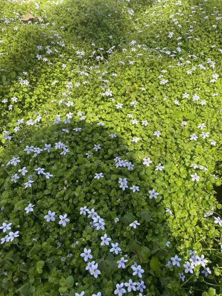 Top-rated landscaping services for homes across Marietta, GA - Gardening Thyme