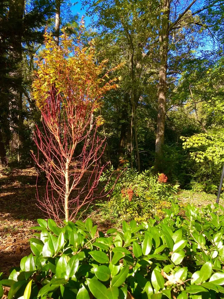 Professional landscape design experts serving Marietta, GA - Gardening Thyme