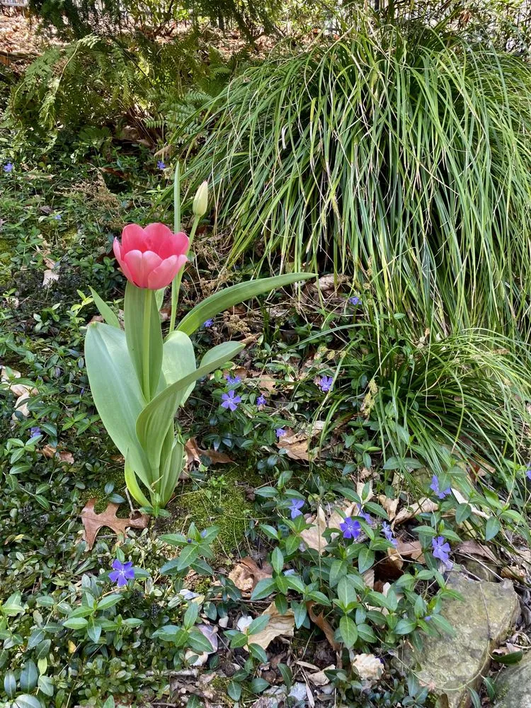 Top-rated landscape installation experts serving Marietta, GA - Gardening Thyme