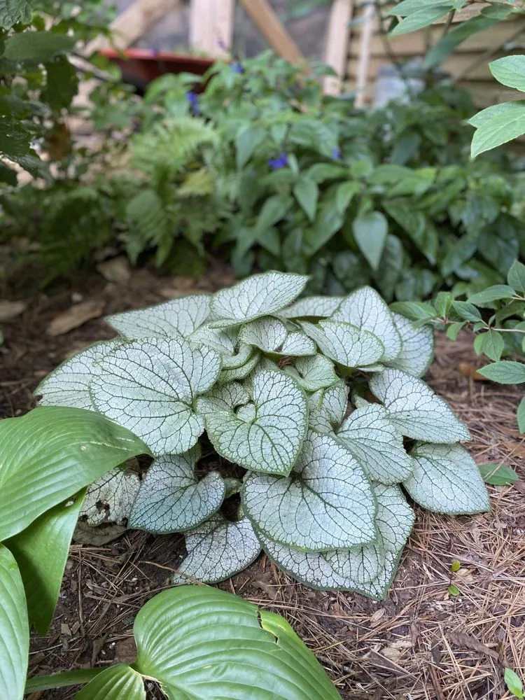 Trusted landscape installation for homes in Marietta, GA by Gardening Thyme
