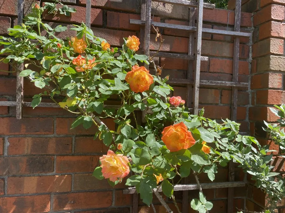 Affordable yard cleanup service for outdoor upgrades in Marietta, GA by Gardening Thyme