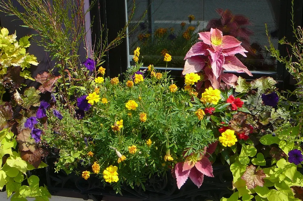 Reliable landscape installation in Cambridge, MA by Gardening with Jenny