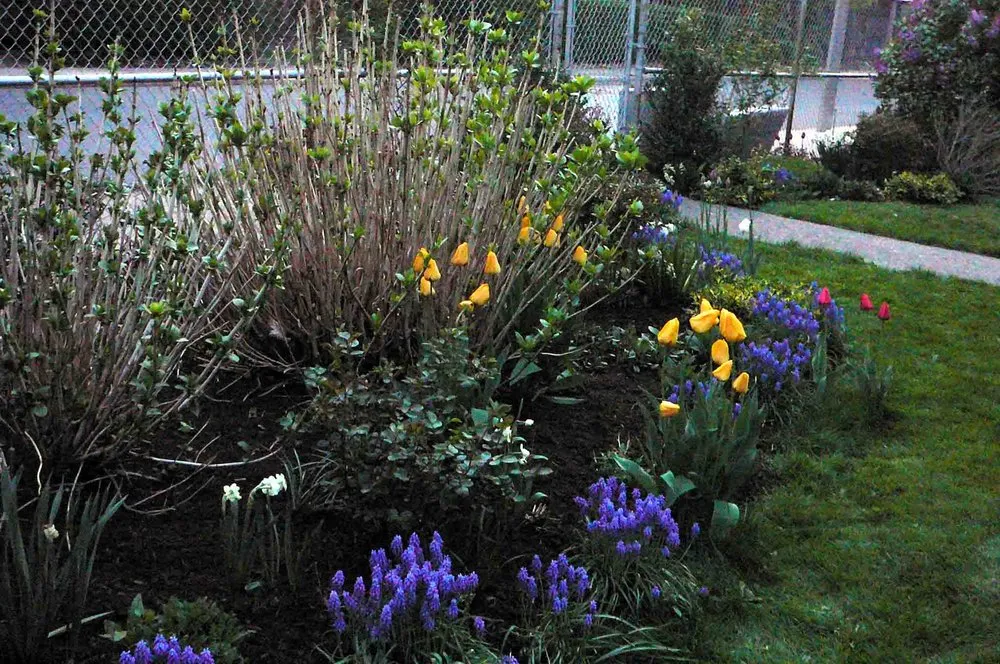 Top-rated yard cleanup service experts serving Cambridge, MA - Gardening with Jenny