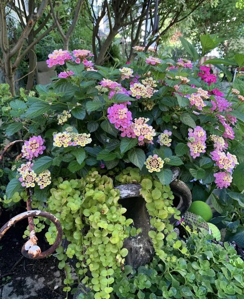 Professional garden landscaping for outdoor upgrades in Cambridge, MA by Gardening with Jenny