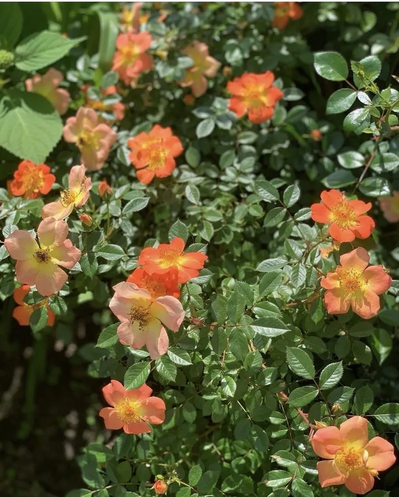 Custom lawn care service in Cambridge, MA by Gardening with Jenny