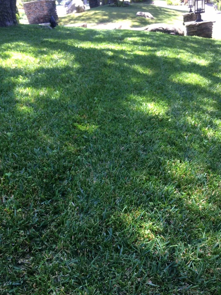 Local yard maintenance in Ventura, CA - gardeningservices 4Less