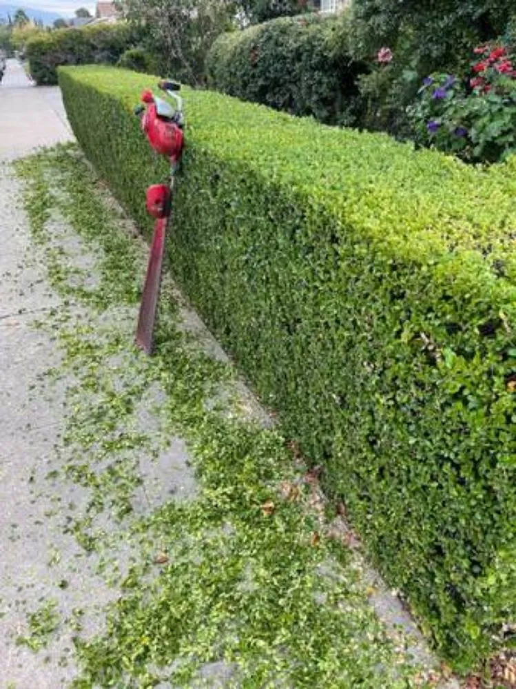 Reliable yard cleanup service experts serving San Jose, CA - Gardenman Landscape Clean Up's