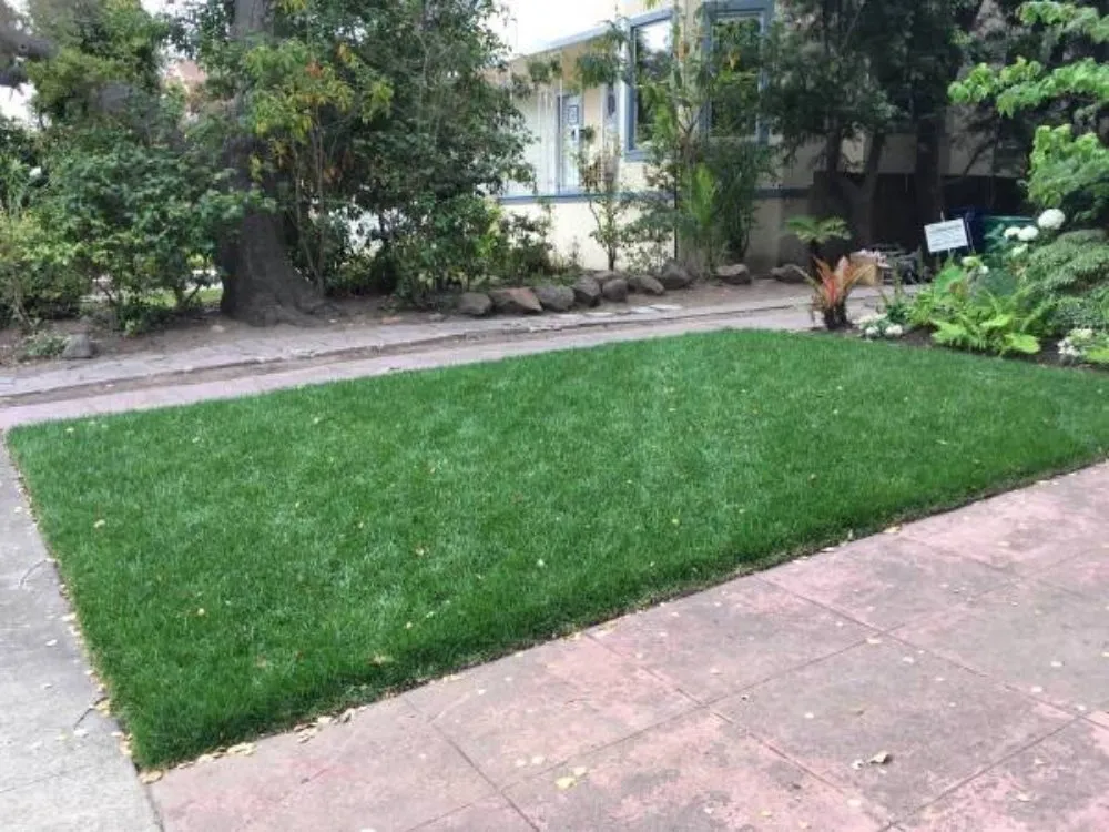 Expert yard cleanup service in San Jose, CA - Gardenman Landscape Clean Up's