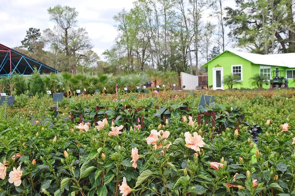 Local outdoor landscaping in Magnolia, TX by Gardenmania Landscaping