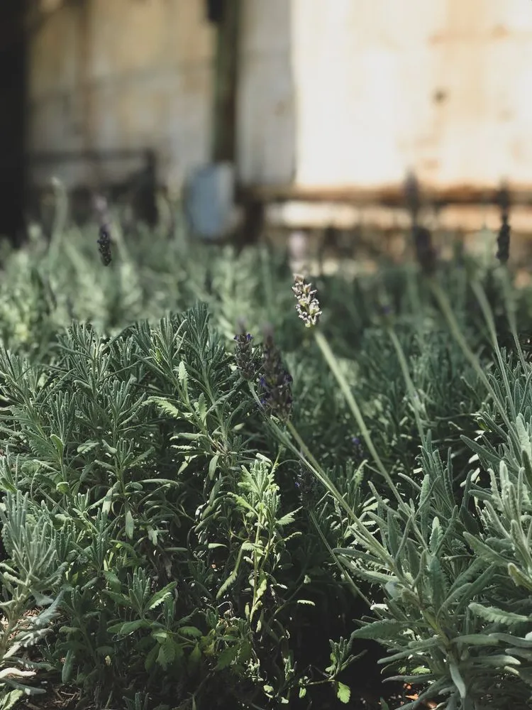 Trusted yard cleanup service experts serving Austin, TX - GardenOlogy