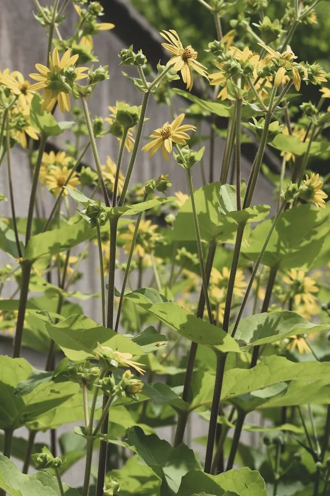 Local lawn mowing service in Austin, TX by GardenOlogy