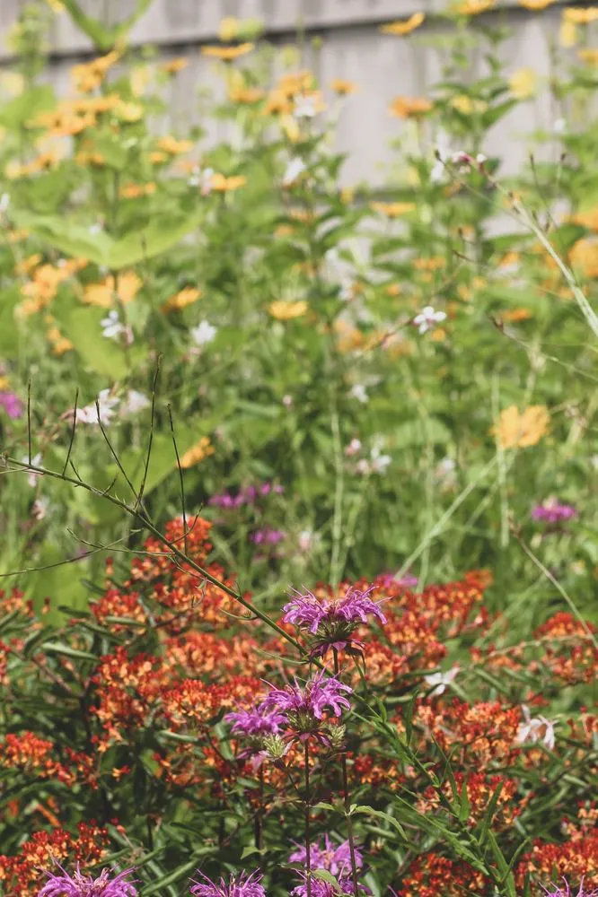 Custom residential landscaping in Austin, TX - GardenOlogy