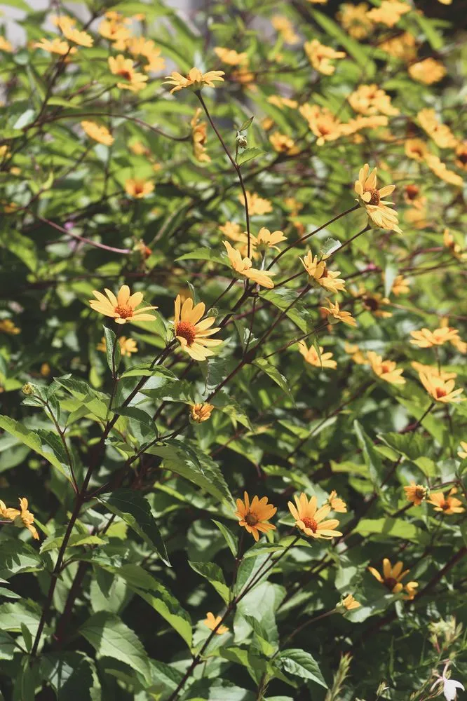 Top-rated landscaping services for residential properties across Austin, TX - GardenOlogy