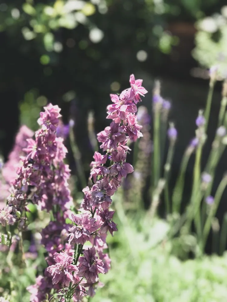 Expert landscape installation for outdoor upgrades across Austin, TX - GardenOlogy