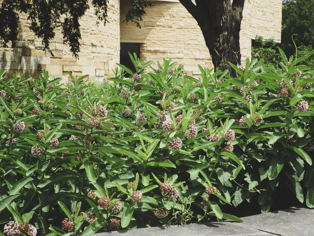 Custom landscape installation in Austin, TX - GardenOlogy