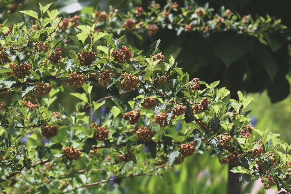 Top-rated residential landscaping experts serving Austin, TX - GardenOlogy