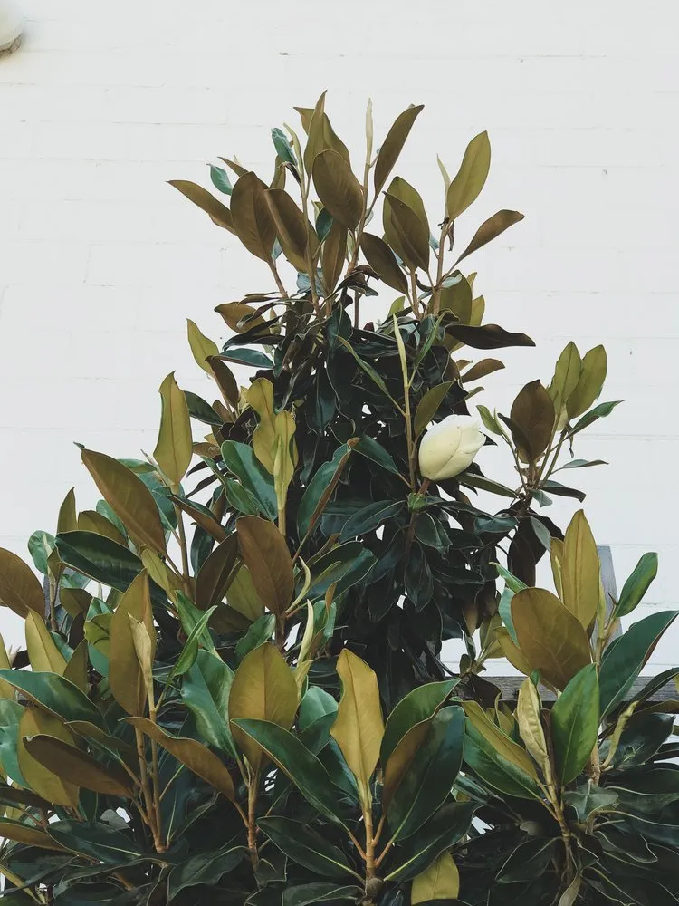 Trusted yard cleanup service for outdoor upgrades in Austin, TX by GardenOlogy