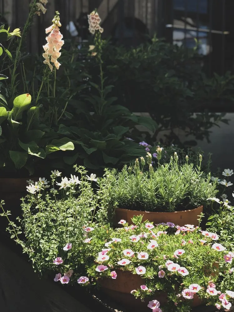 Professional outdoor landscaping for year-round maintenance in Austin, TX by GardenOlogy