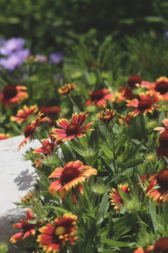 Custom lawn mowing service for homes in Austin, TX by GardenOlogy