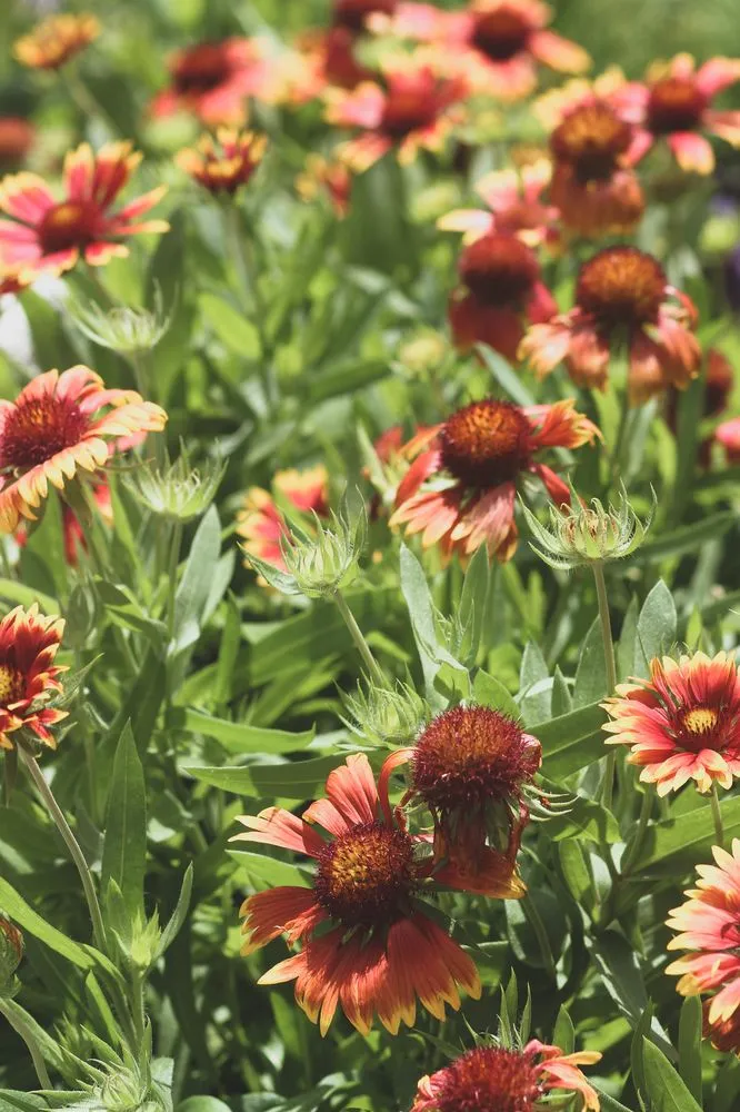 Affordable landscaping services for residential properties across Austin, TX - GardenOlogy