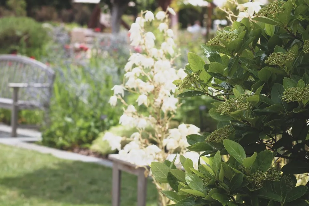 Custom landscape design in Austin, TX - GardenOlogy