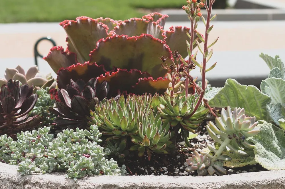 Reliable landscaping services in Austin, TX - GardenOlogy