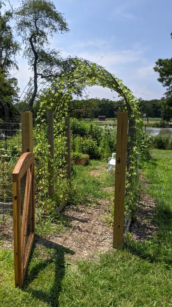 Trusted yard cleanup service for outdoor upgrades across Bethesda, MD - Gardenology