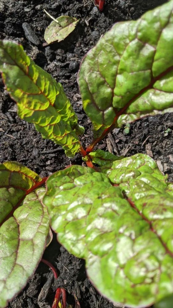 Local outdoor landscaping experts serving Bethesda, MD - Gardenology