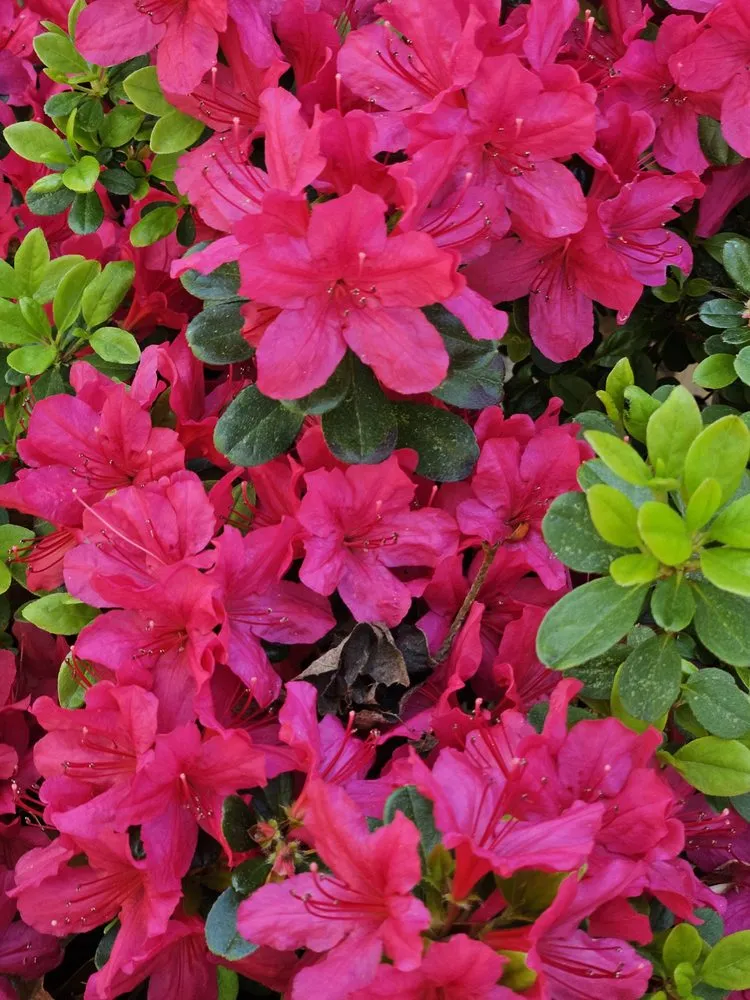 Professional landscaping services near you across Bethesda, MD - Gardenology