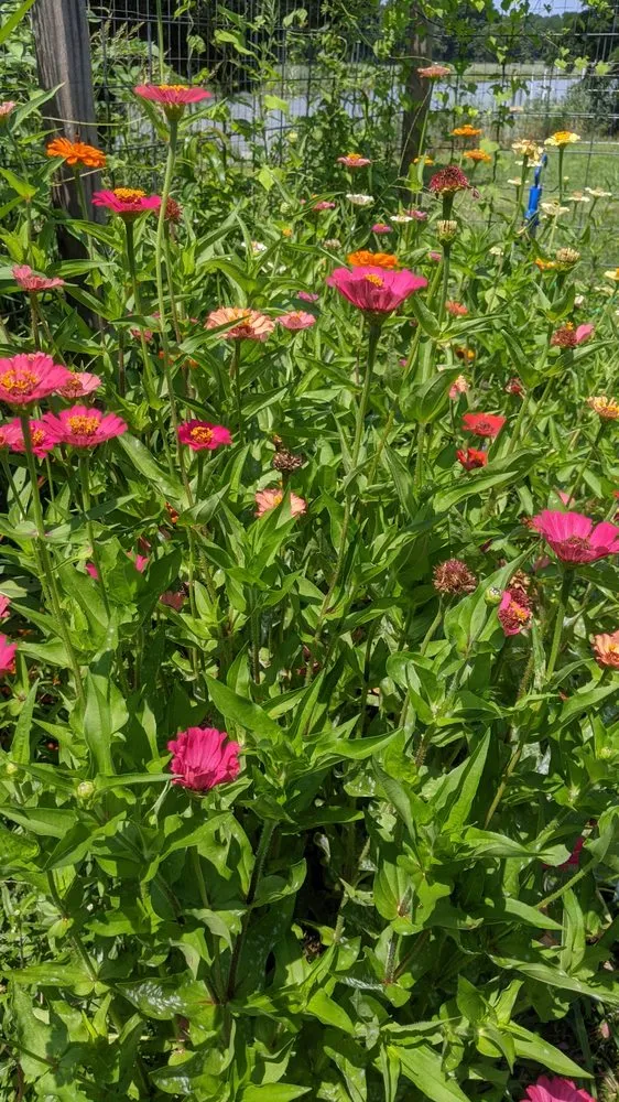 Top-rated landscape design with custom design across Bethesda, MD - Gardenology