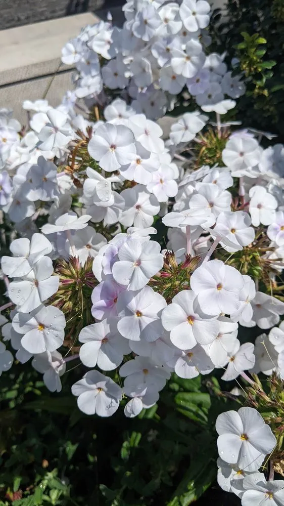 Professional lawn mowing service for beautiful yards across Bethesda, MD - Gardenology