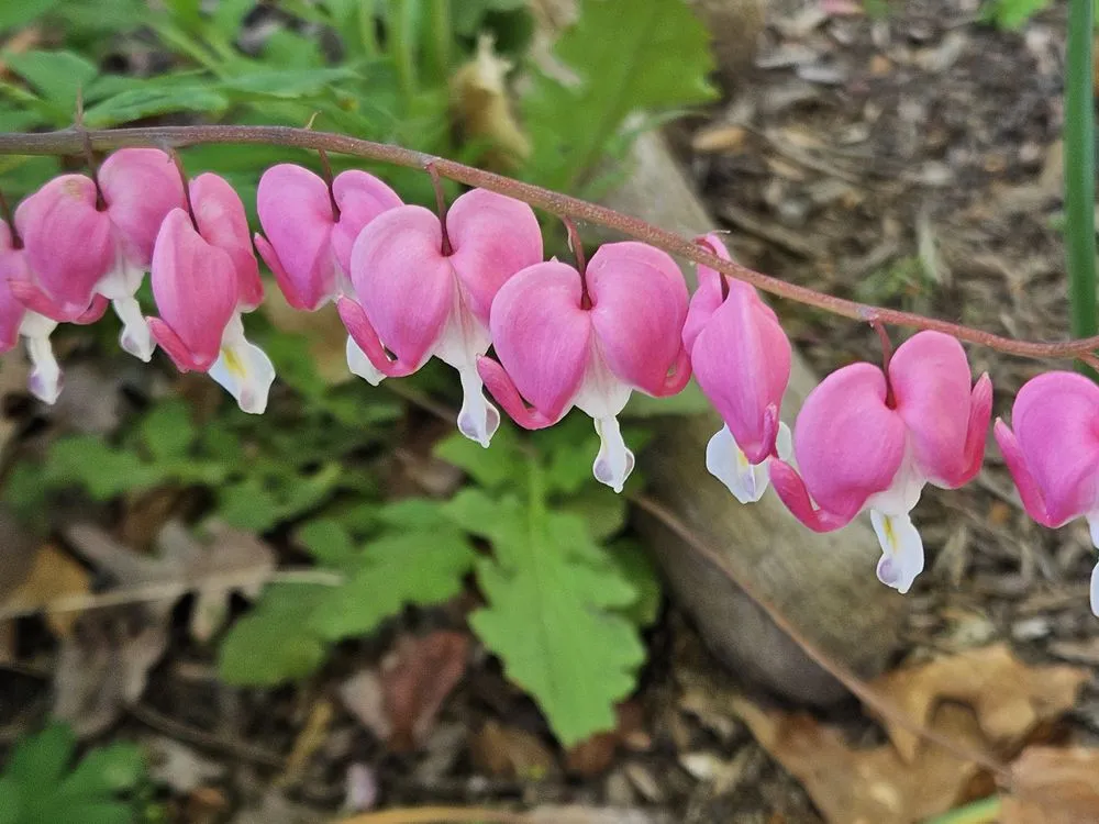 Reliable landscape design for beautiful yards in Bethesda, MD by Gardenology