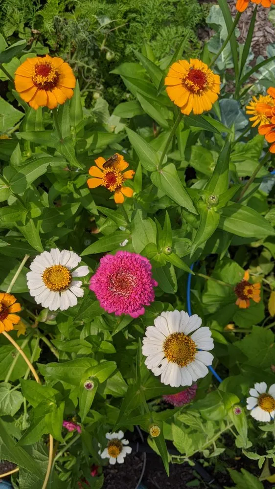 Affordable yard cleanup service for year-round maintenance across Bethesda, MD - Gardenology