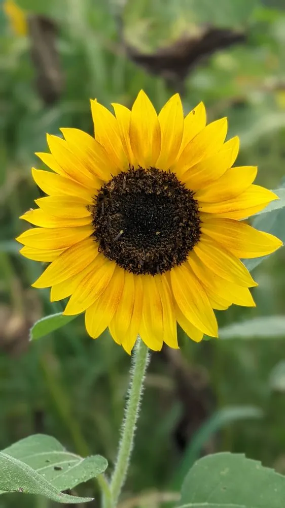 Professional yard cleanup service in Bethesda, MD - Gardenology