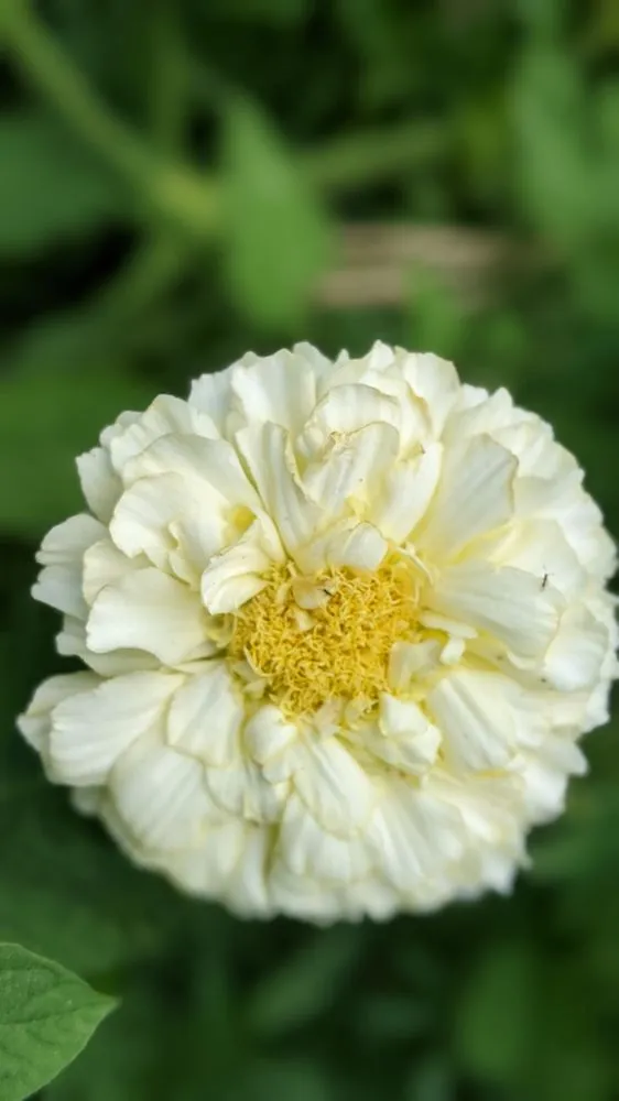 Expert garden landscaping near you across Bethesda, MD - Gardenology