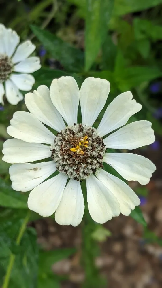 Affordable yard maintenance in Bethesda, MD - Gardenology