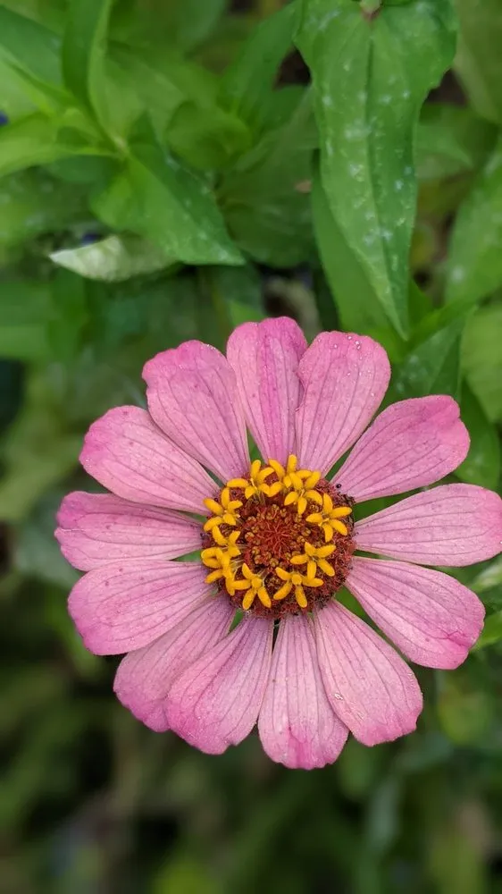 Custom garden landscaping near you in Bethesda, MD by Gardenology