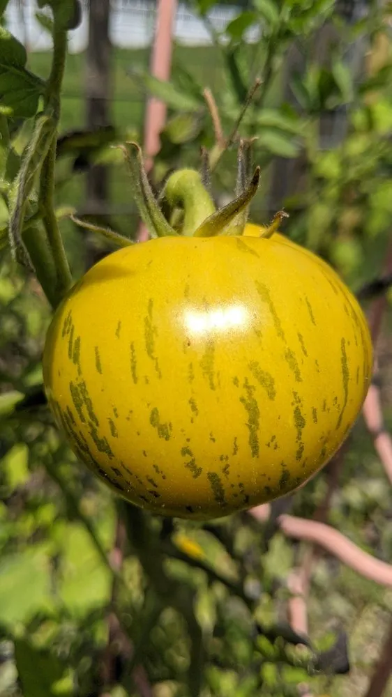 Local landscape design in Bethesda, MD - Gardenology