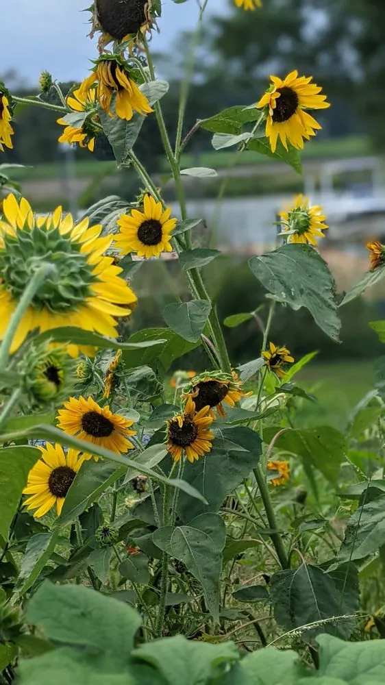 Top-rated lawn care service experts serving Bethesda, MD - Gardenology