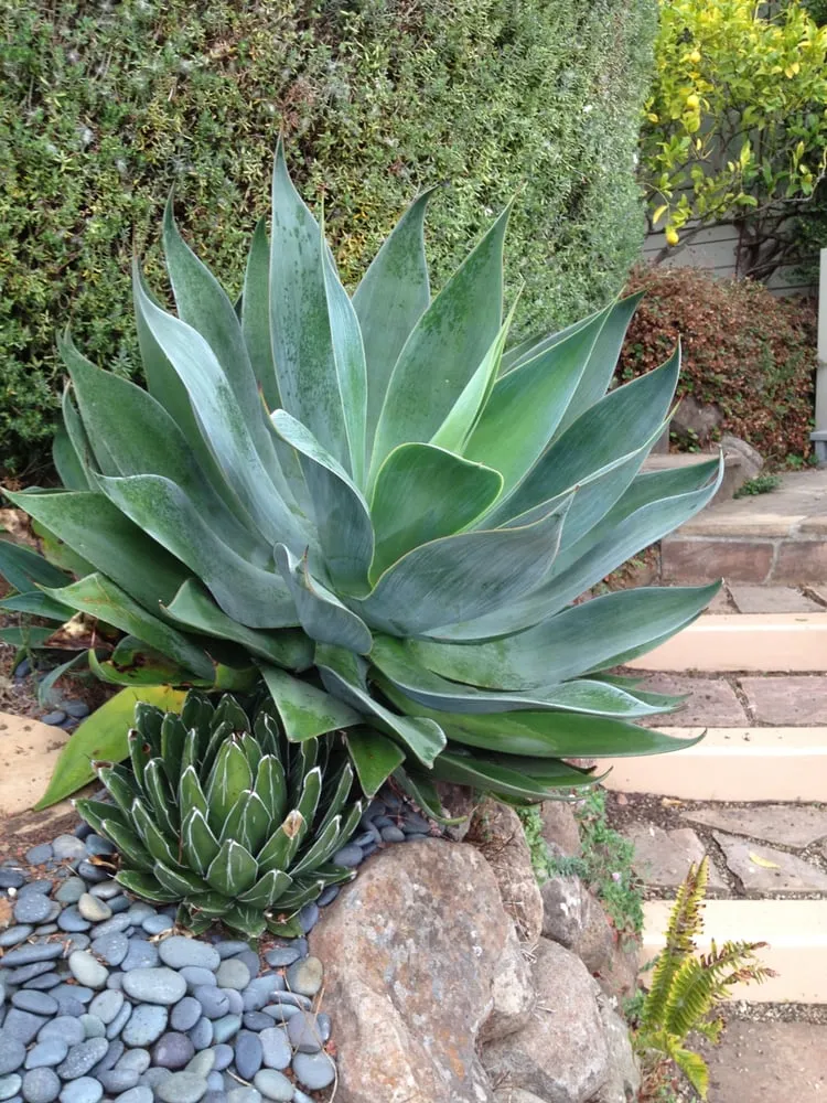 Top-rated yard cleanup service with custom design in San Rafael, CA by Gardens & Gables