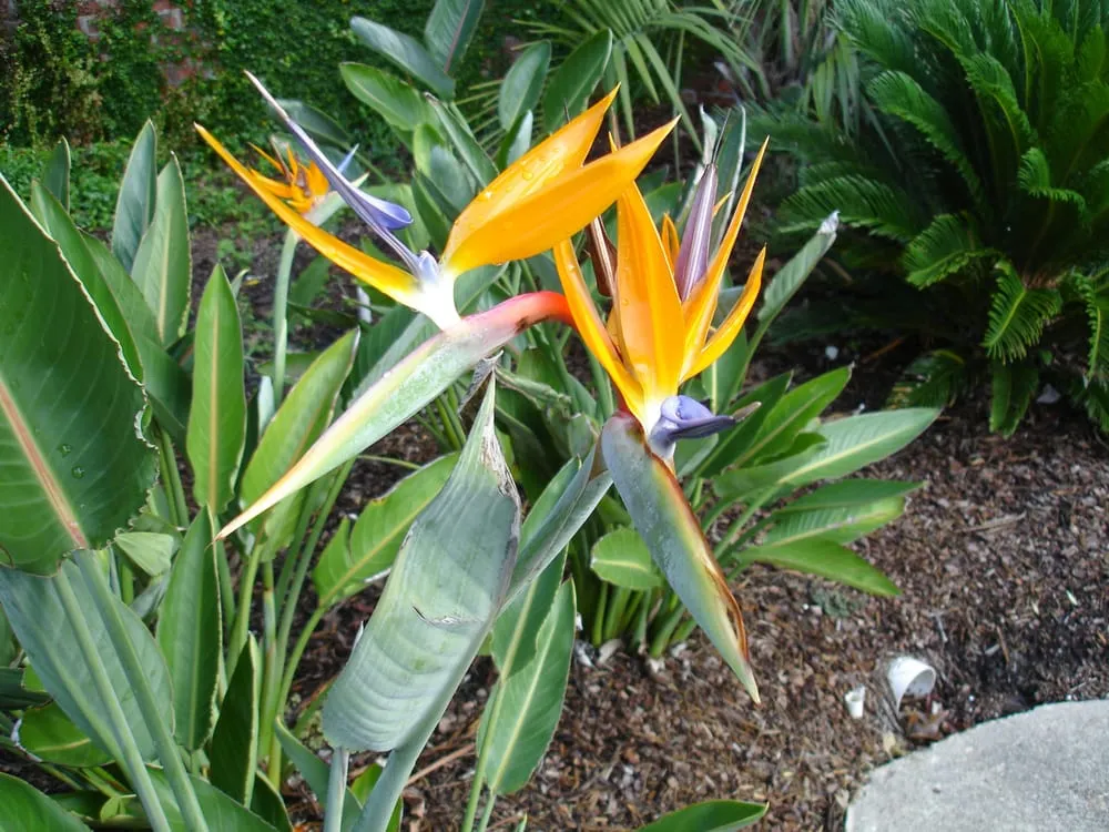 Custom lawn mowing service in Baton Rouge, LA by Gardens & Grounds