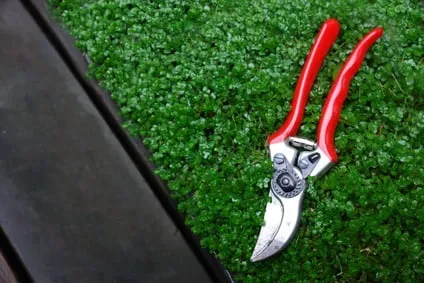 Local garden landscaping for year-round maintenance in Baton Rouge, LA by Gardens & Grounds