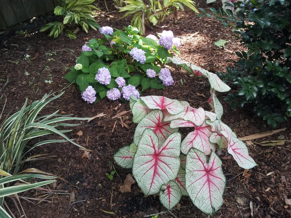 Top-rated yard maintenance in Baton Rouge, LA - Gardens & Grounds