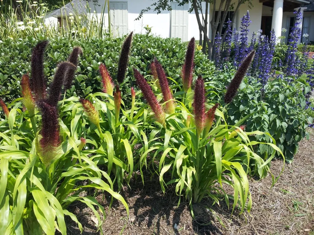 Local landscape design experts serving Baton Rouge, LA - Gardens & Grounds